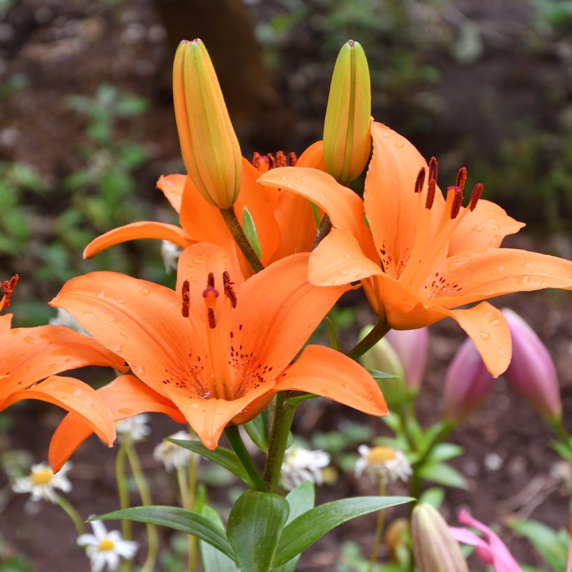 Lilium Tresor - Lily (Flowering)