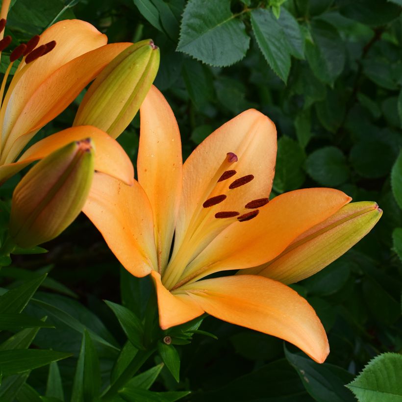 Lilium (x) longiflorum Menton - Easter Lily (Flowering)