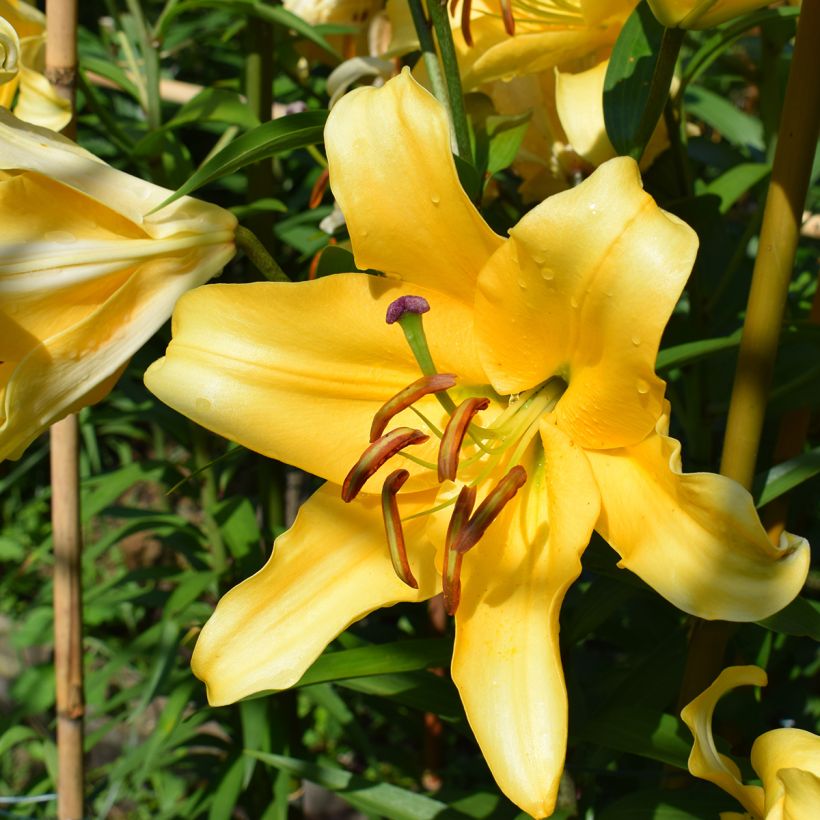 Lilium Corcovado® - Lily (Flowering)