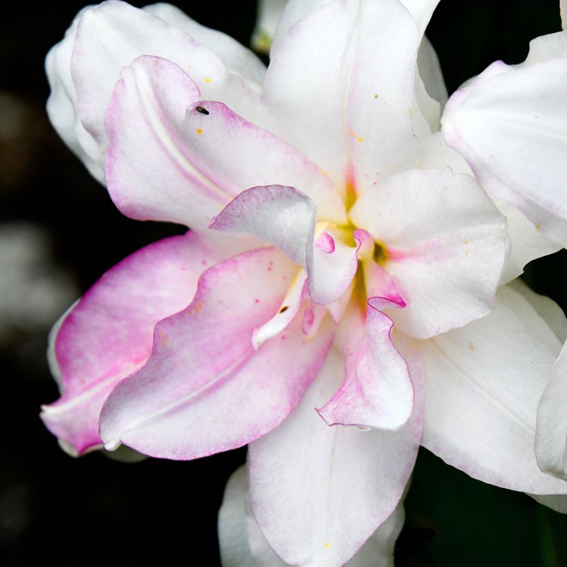 Lilium Roselily Anouska - Lily (Flowering)