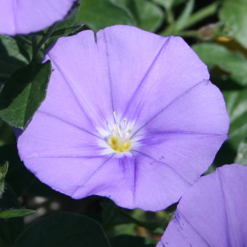 Convolvulus sabatius Compacta - Blue rock bindweed (Flowering)