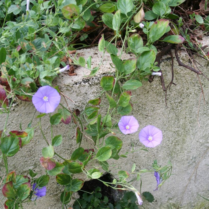 Convolvulus sabatius Compacta - Blue rock bindweed (Plant habit)