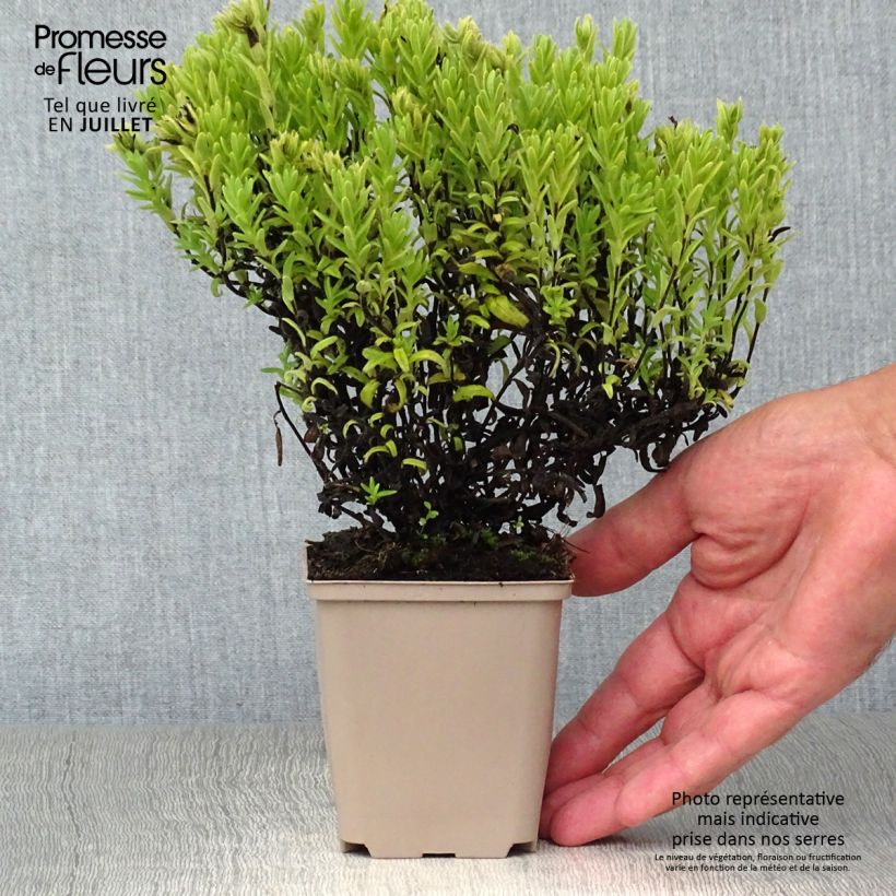 Lithodora diffusa Alba - Grémil blanc Godet de 9cm sample as delivered in summer