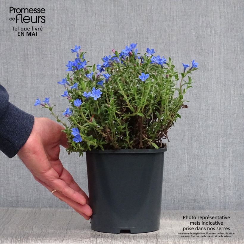 Lithodora diffusa Heavenly Blue sample as delivered in spring