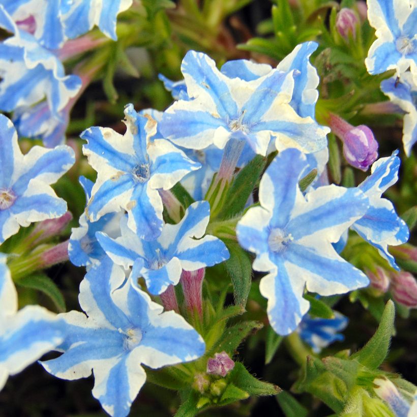 Lithodora diffusa Star (Flowering)