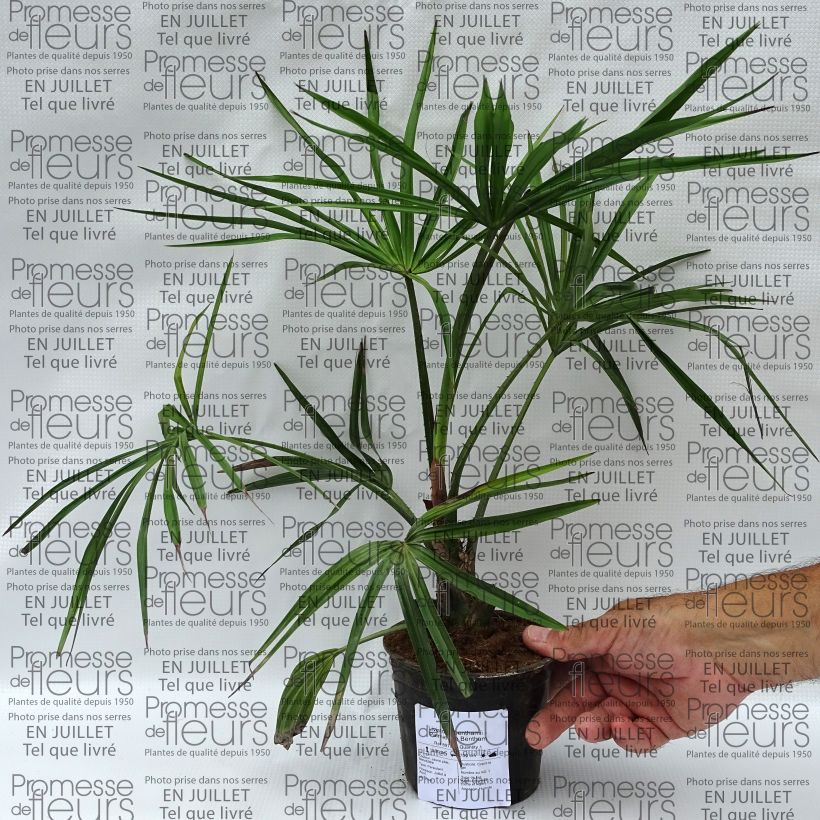 Example of Livistona benthamii - Bentham's Fan Palm as you get in ete