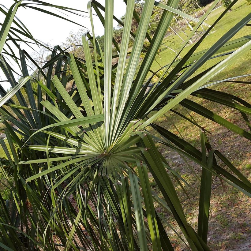 Livistona benthamii - Bentham's Fan Palm (Foliage)
