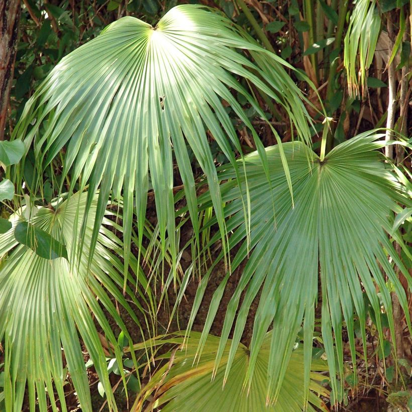 Livistona chinensis - Chinese Fan Palm (Foliage)