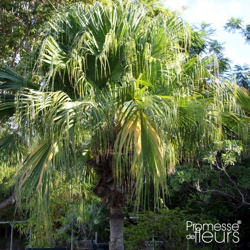 Livistona chinensis - Chinese Fan Palm (Plant habit)