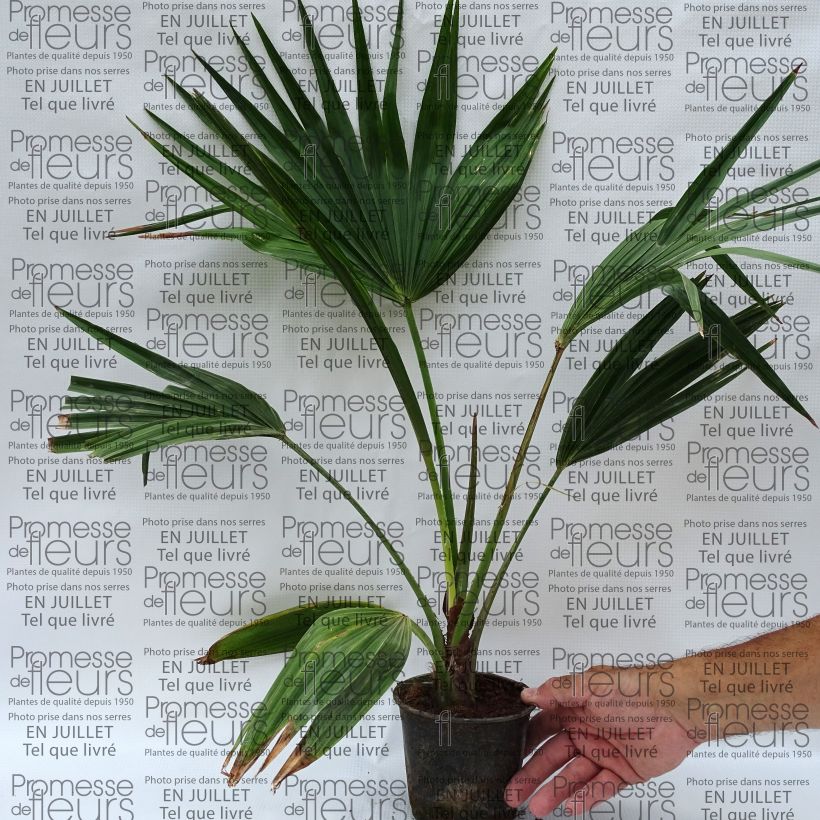 Livistona chinensis - Chinese Fan Palm 7.5L/10L pot sample as delivered in summer