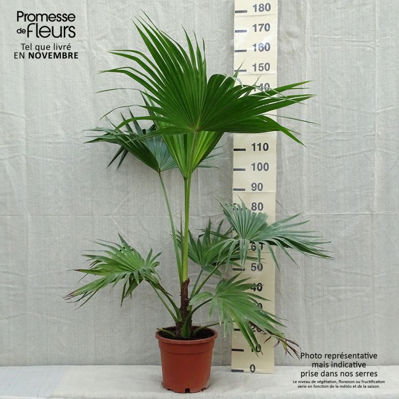 Livistona chinensis - Palmier éventail japonais  Pot de 7,5L/10L sample as delivered in autumn