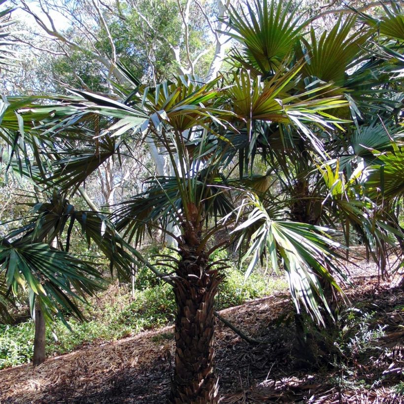 Livistona fulva - Chinese Fan Palm (Plant habit)