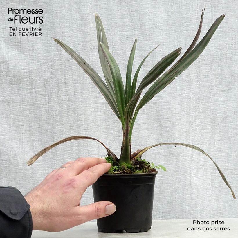 Livistona mariae - Palmier chou d'Australie Pot de 12 cm sample as delivered in winter