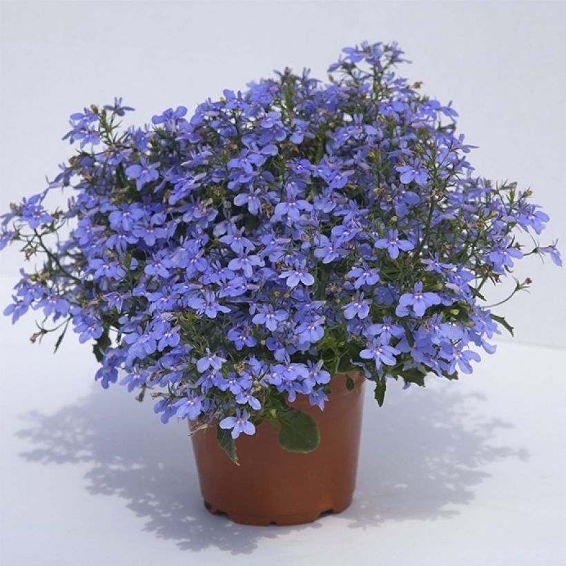 Lobelia erinus Hot Water Blue - Trailing Lobelia (Plant habit)