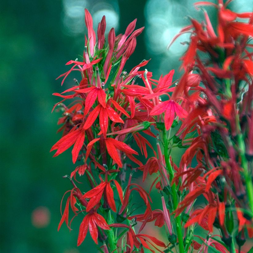 Lobelia cardinalis (Flowering)