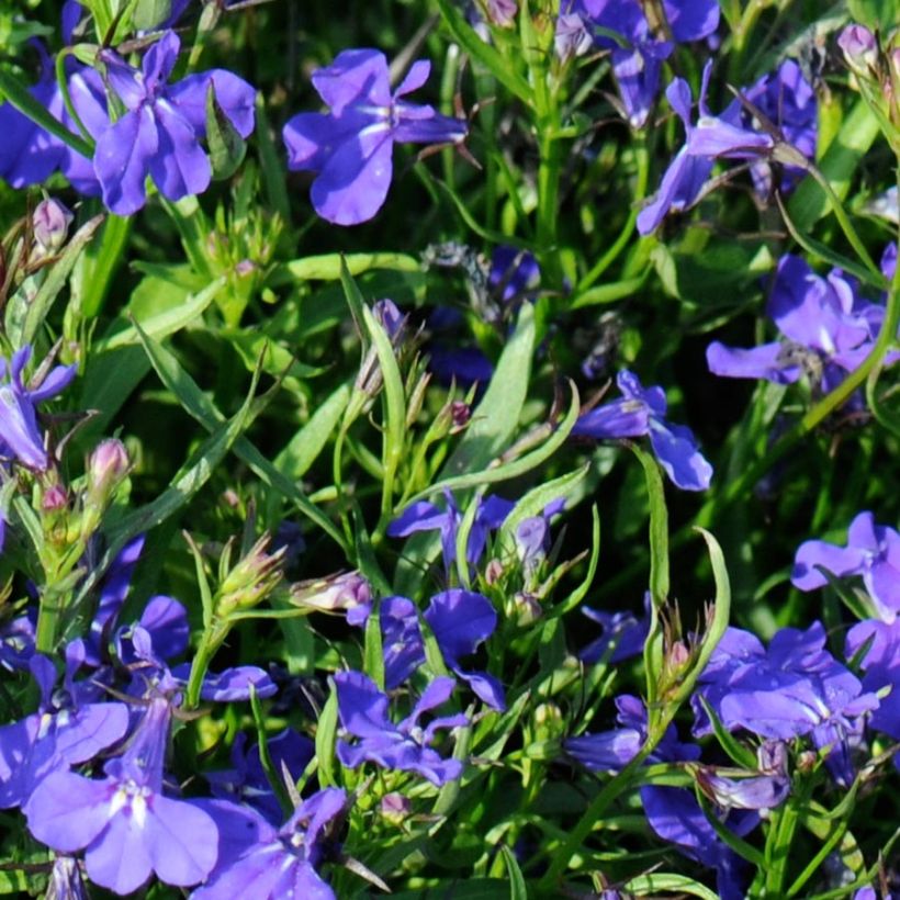 Lobelia erinus Crystal Palace (Foliage)