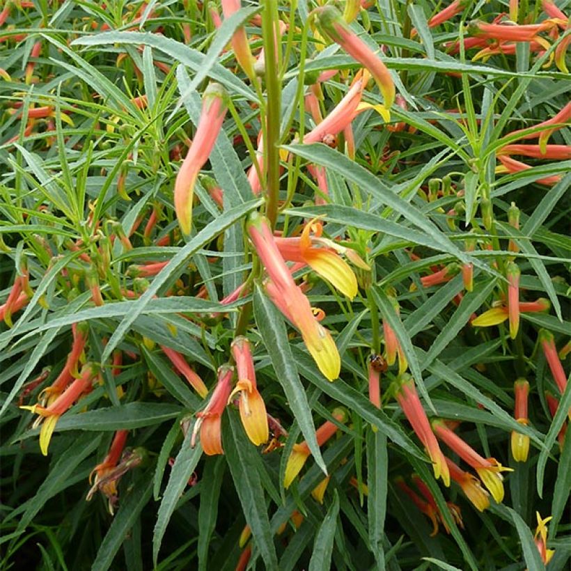 Lobelia laxiflora (Plant habit)