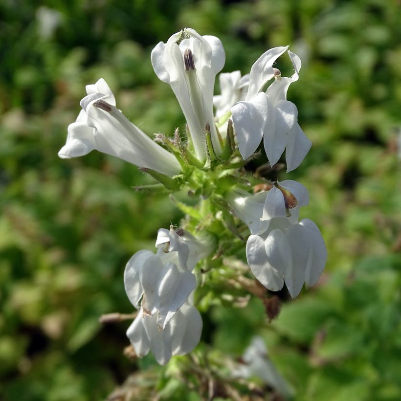 Lobelia siphilitica Alba (Flowering)