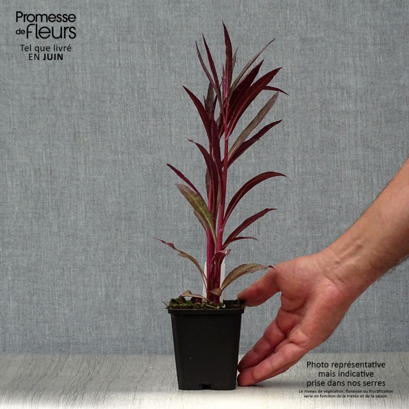 Lobelia speciosa Russian Princess - Lobélie hybride Godet de 9cm sample as delivered in summer