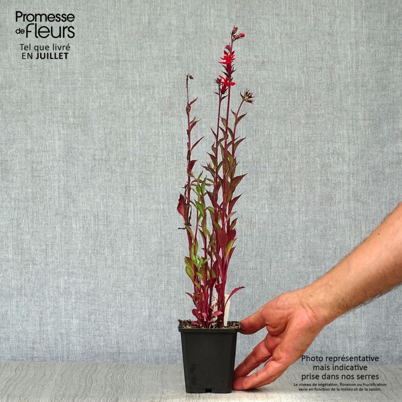 Lobelia speciosa Starship Scarlet Godet de 8/9 cm sample as delivered in summer
