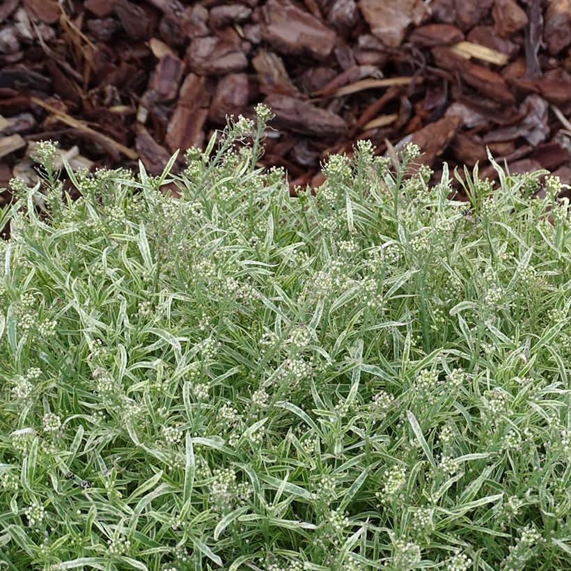 Lobularia maritima Primavera Princess - Sweet Alyssum (Foliage)
