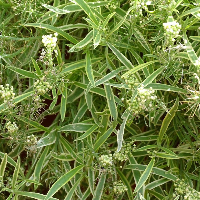 Lobularia maritima Primavera Princess - Sweet Alyssum (Flowering)