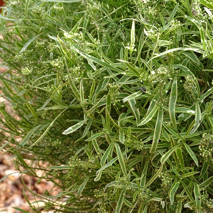 Lobularia maritima Primavera Princess - Sweet Alyssum (Plant habit)