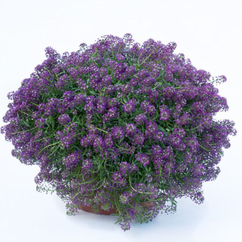Lobularia maritima Princess in Purple - Sweet Alyssum (Plant habit)