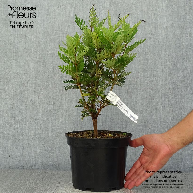 Lomatia ferruginea - Lomatie ferrugineuse Pot de 3L/4L sample as delivered in autumn