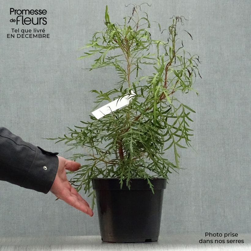 Lomatia silaifolia - Buisson frisé ou fougère persil Pot de 3L/4L sample as delivered in winter