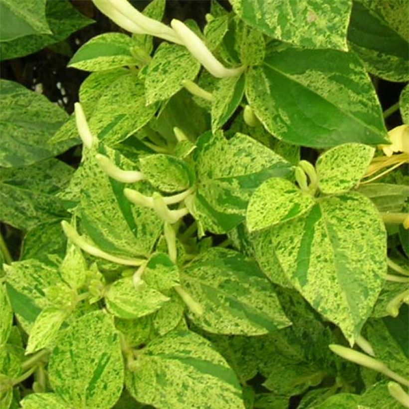 Lonicera japonica Mint Crisp (Foliage)
