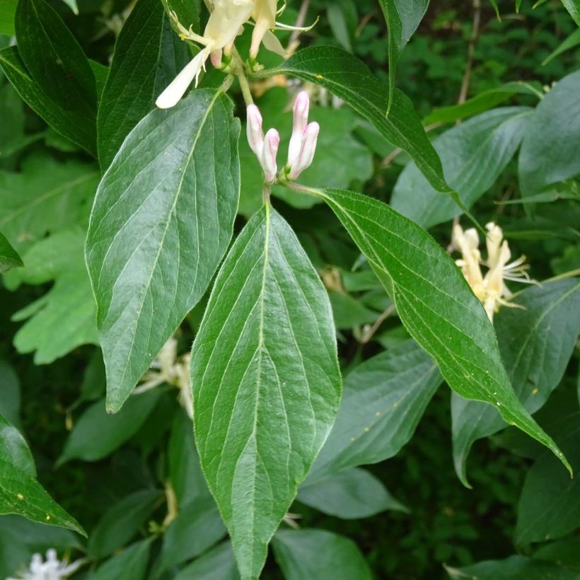 Lonicera caprifolium  (Foliage)