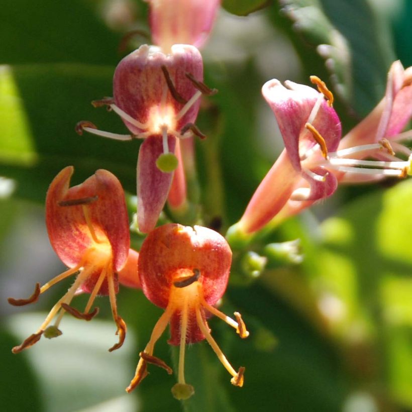 Lonicera henryi  (Flowering)