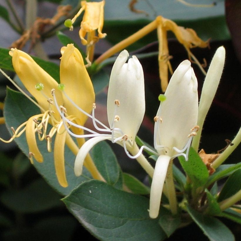 Lonicera japonica Sweet Isabel (Flowering)