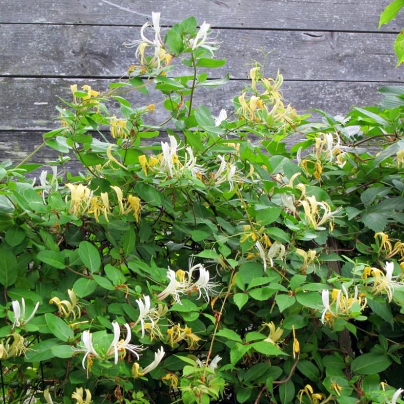 Lonicera japonica Sweet Isabel (Plant habit)