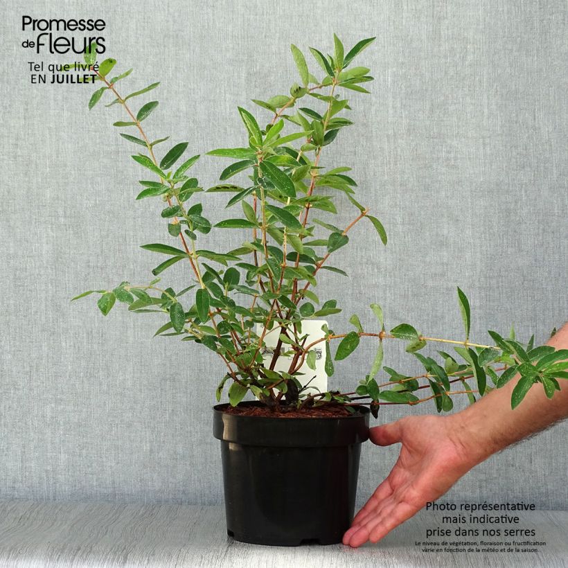 Lonicera kamtschatica Eisbär - Honeyberry 1.5L/2L pot sample as delivered in summer