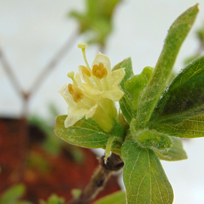 Lonicera kamtschatica Myberry Sweet - Honeyberry (Flowering)