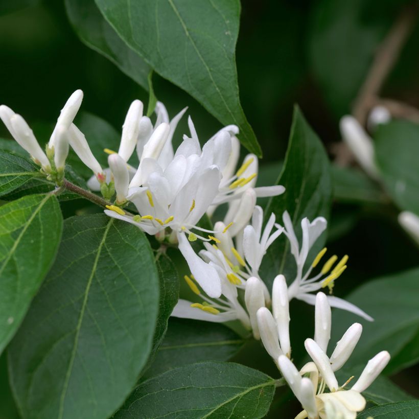 Lonicera maackii  (Flowering)