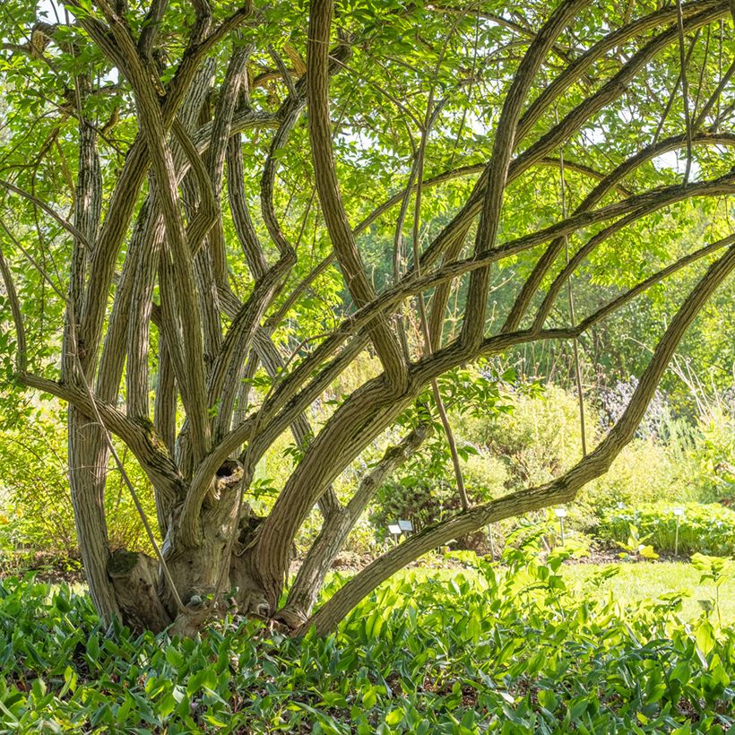 Lonicera maackii  (Plant habit)