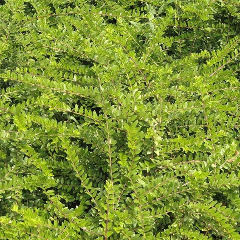 Lonicera nitida - Box Honeysuckle (Foliage)