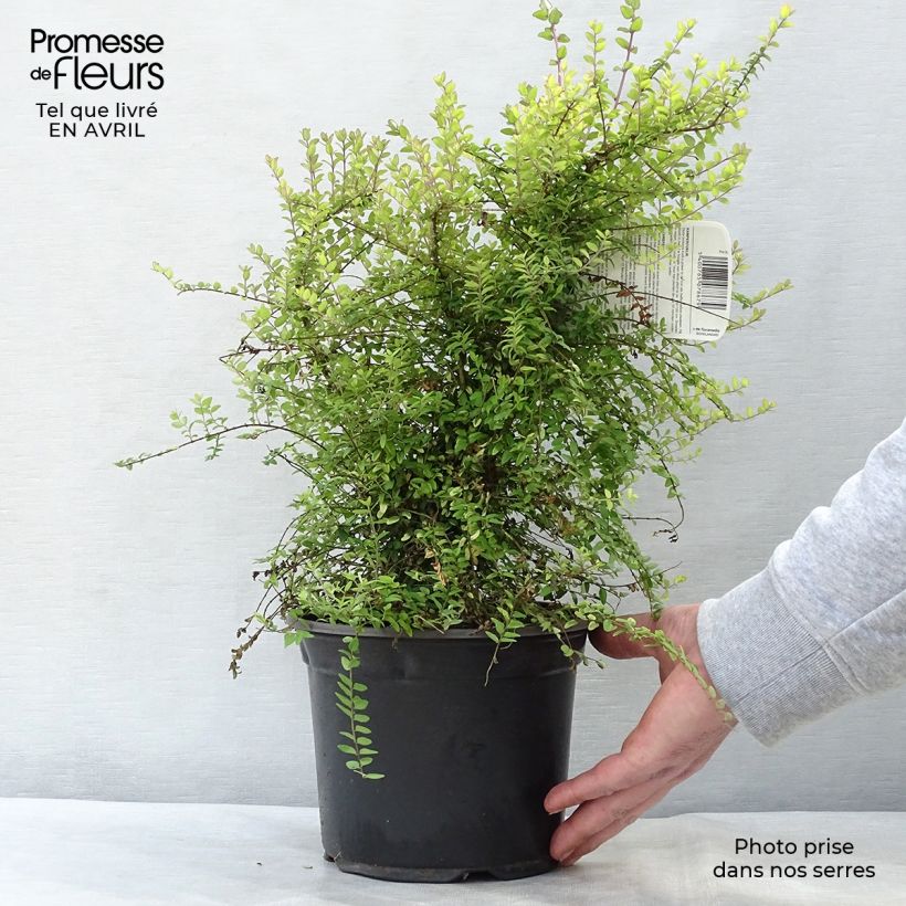 Lonicera nitida Baggesens Gold - Box Honeysuckle 2L/3L potShipped height around 20/30cm sample as delivered in spring