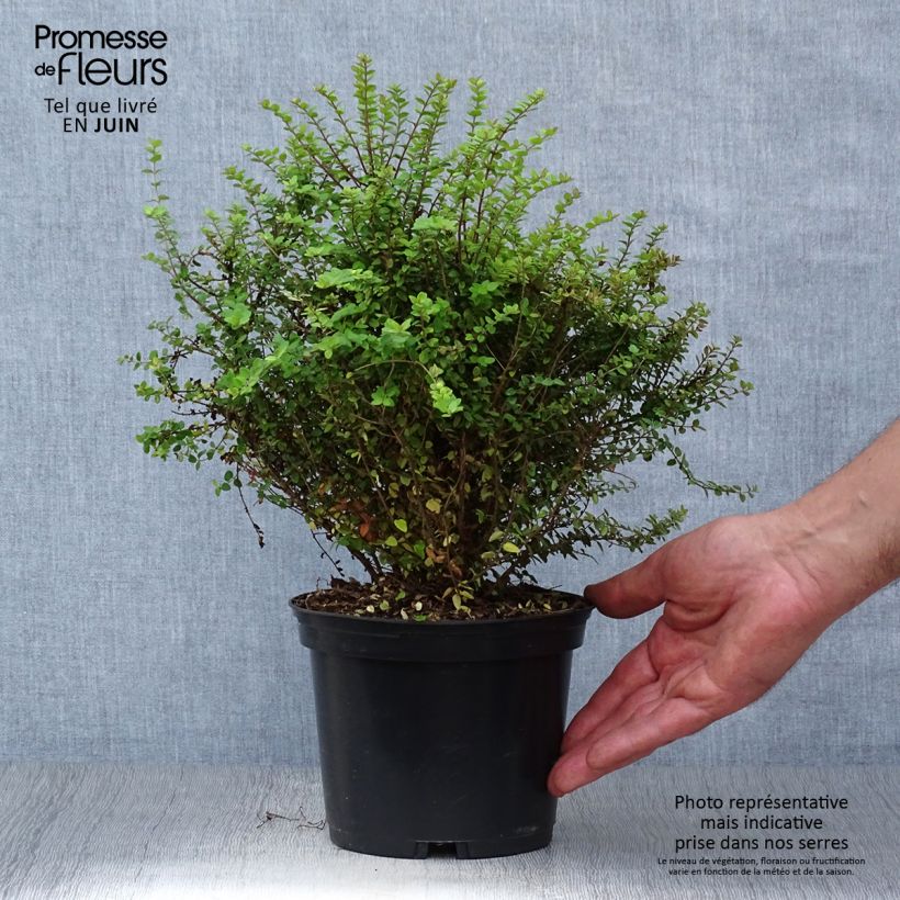 Lonicera nitida Baggesens Gold - Box Honeysuckle 2L/3L pot sample as delivered in summer