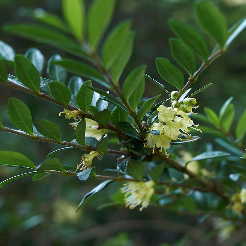 Lonicera nitida - Box Honeysuckle (Flowering)