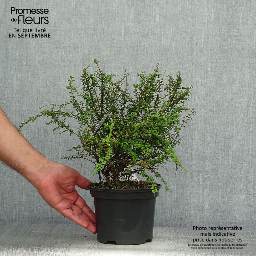 Lonicera nitida Garden Clouds Green Breeze - Box Honeysuckle 4L/5L potShipped height around 20cm sample as delivered in autumn