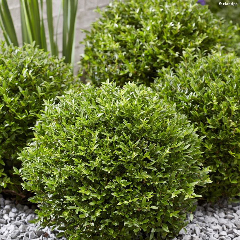 Lonicera nitida Garden Clouds Green Breeze - Box Honeysuckle (Plant habit)