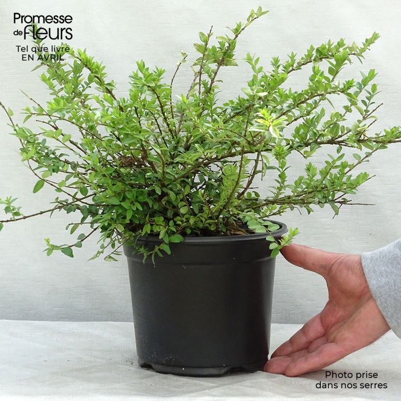 Lonicera nitida Maigrun - Shrubby Honeysuckle - Box Honeysuckle 1L/1.5L potShipped height around 10/15cm sample as delivered in spring