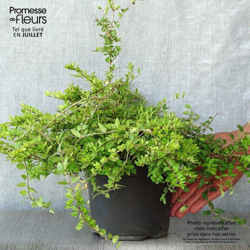Lonicera nitida Maigrun - Shrubby Honeysuckle - Box Honeysuckle 1L/1.5L pot sample as delivered in summer