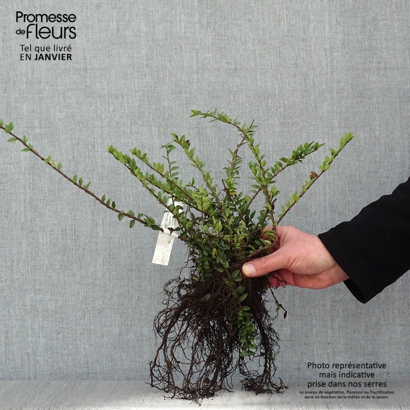Lonicera nitida Maigrun - Shrubby Honeysuckle - Box Honeysuckle Bare rootShipped height around 25/40cm sample as delivered in winter