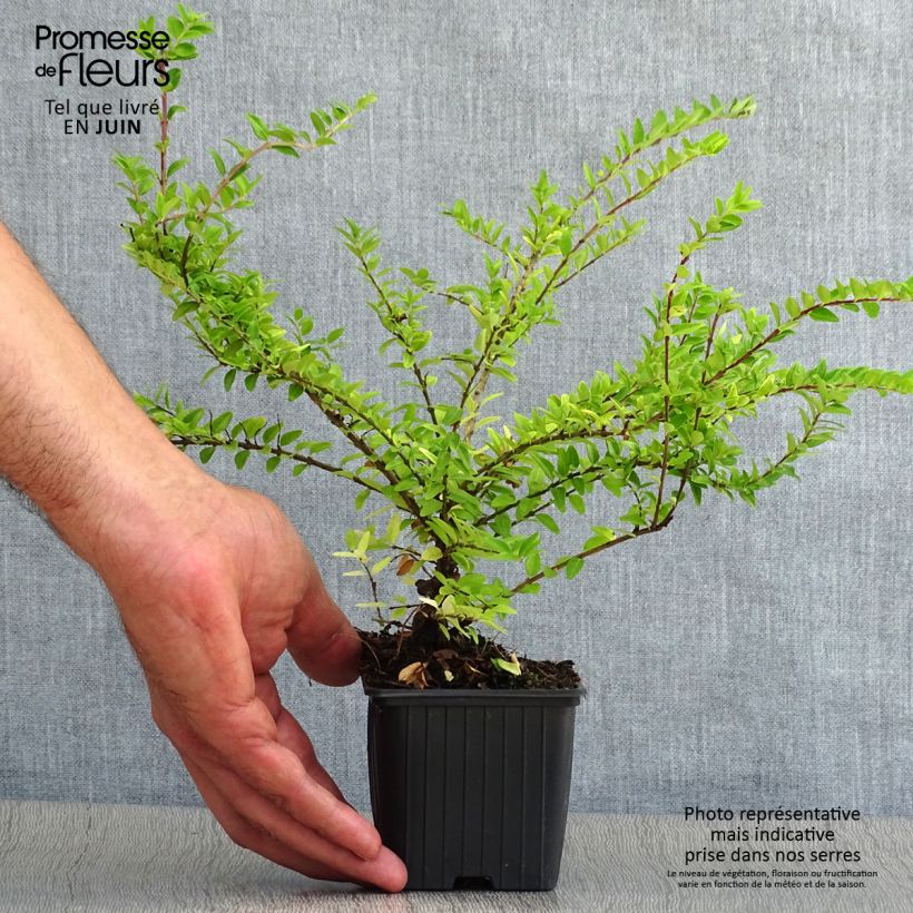Lonicera nitida Maigrun - Shrubby Honeysuckle - Box Honeysuckle 8/9 cm pot sample as delivered in summer