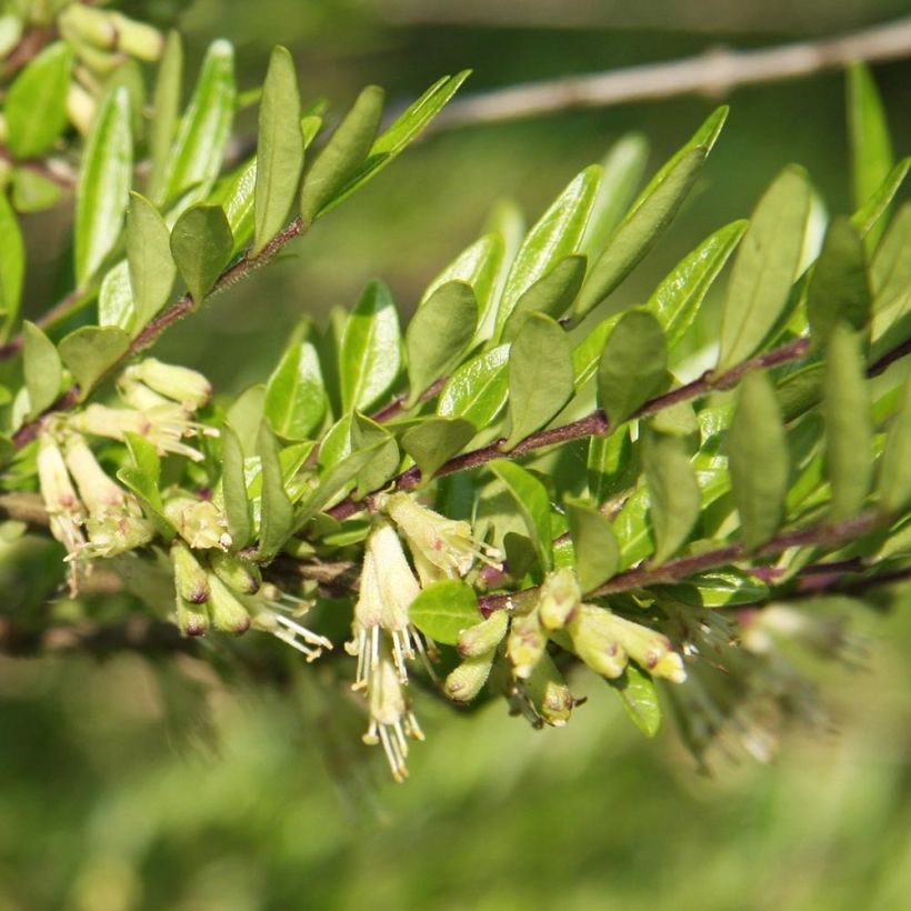 Lonicera pileata Mossgreen - Box Honeysuckle (Foliage)